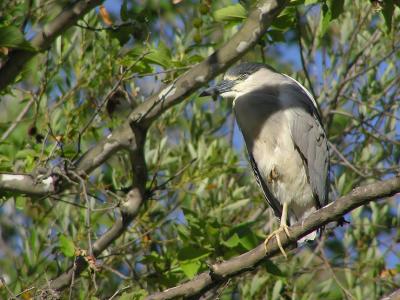 black_crowned_night_herons_-_simi