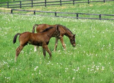 kty horses 2.jpg