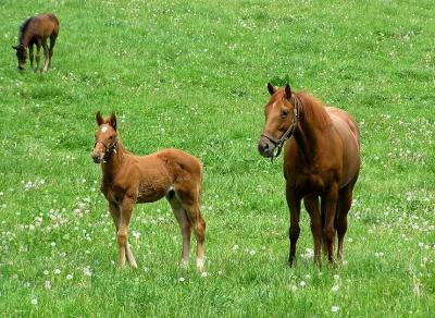 kty horses 4.jpg