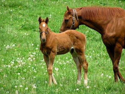 kty horses 6.jpg