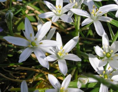 kty wildflowers.jpg