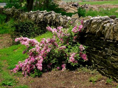 weigela.jpg