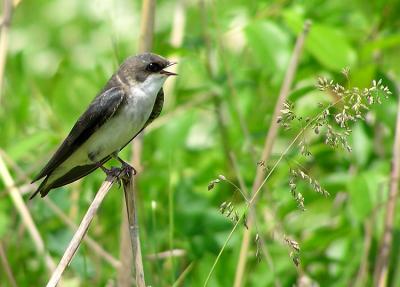 juvy tree swallow 6.jpg