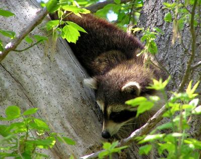 racoon.jpg