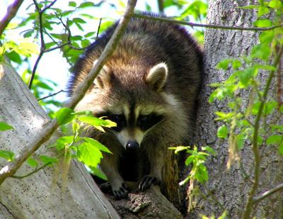 racoon 2.jpg