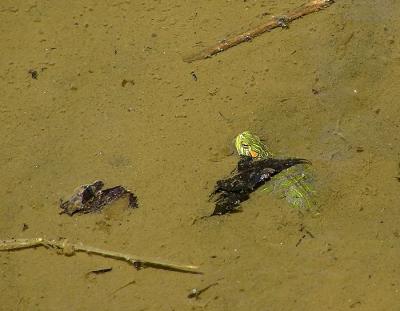 teenyweeny_red_eared_slider