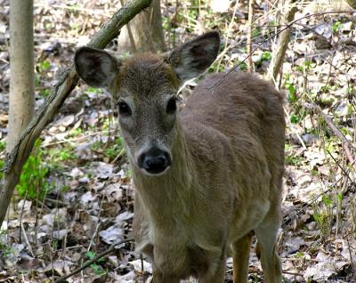 white tailed deer 2.jpg