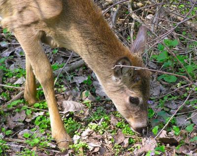 white tailed deer 6.jpg