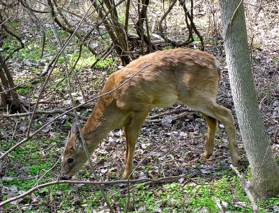 white tailed deer.jpg