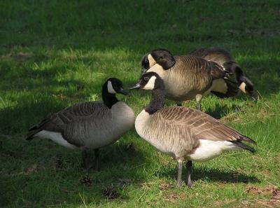 canada_geese_at_magee_marsh