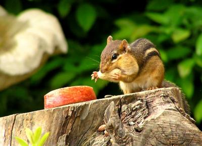 chipmunks