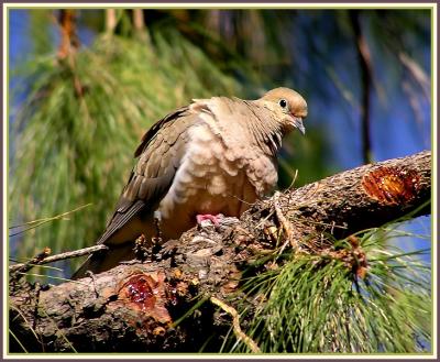 m dove 3.jpg