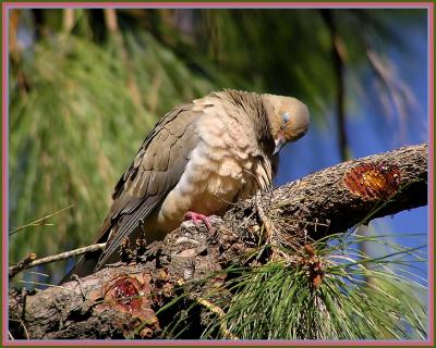 m dove 4.jpg