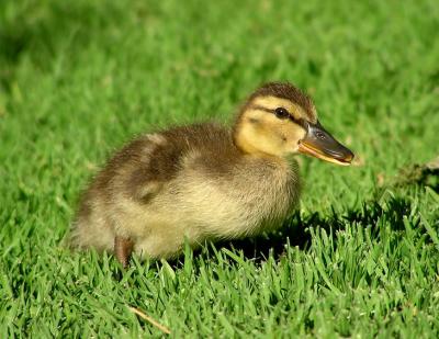 u26/lesliej/medium/43739999.duckling.jpg