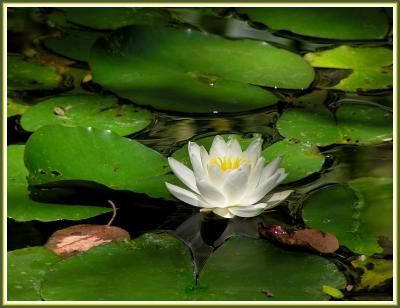 u26/lesliej/medium/43779156.lotusflower.jpg