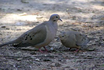 courting_mourning_doves