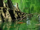 cypress knees and fish at lexington cemetary.jpg