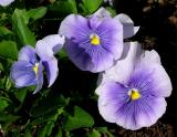 pansies with dew.jpg