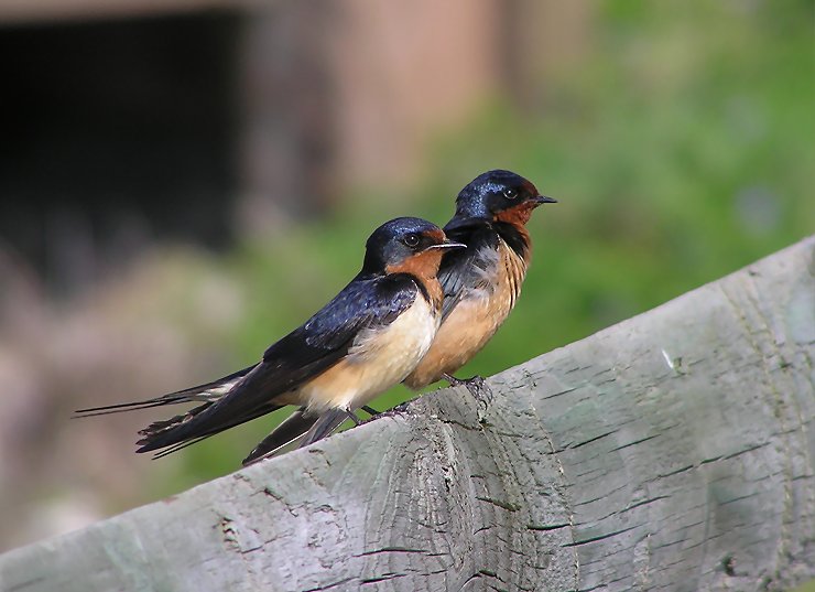 barn swallows 2.jpg