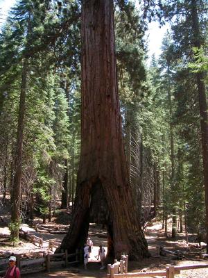 Giant Sequoia Tree