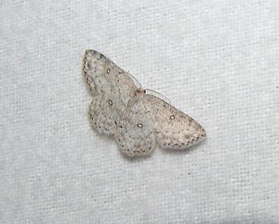 Sweetfern Geometer Moth (Cyclophora pendulinaria)