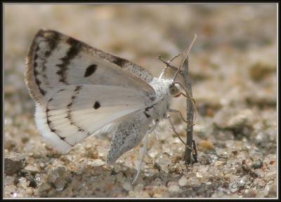 Azure-like Moth - Lomographa semiclarata