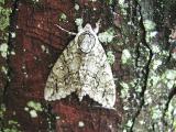 Yellow-haired Dagger Moth (Acronicta impleta) {Acronictinae}