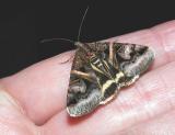 Figure-seven Moth - Drasteria grandirena