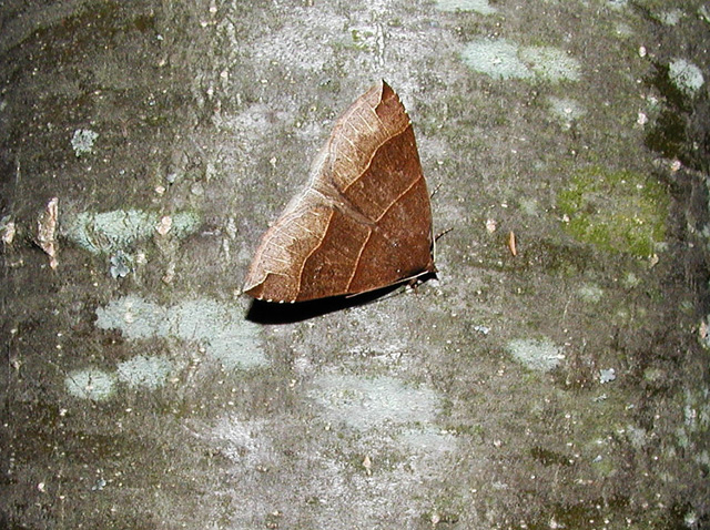 Maple Looper Moth (Parallelia bistriaris)