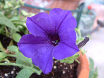 purpleflower.png