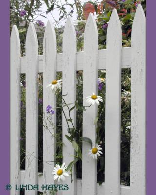 Daisy Fence 338
