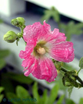 Pink Dewy Flower 340