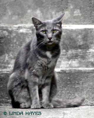 EC Grey Cat 223