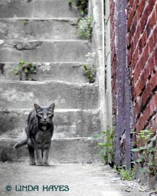 EC Grey Cat Steps 218