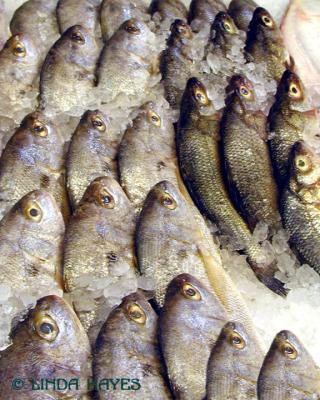 Fish 129