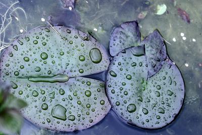 lily with raindrops