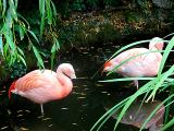 pretty flamingo