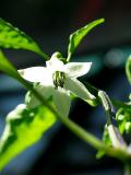 chilli flower