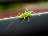 grasshopper