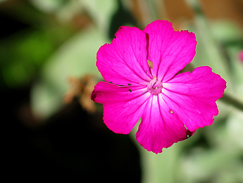 lychnis