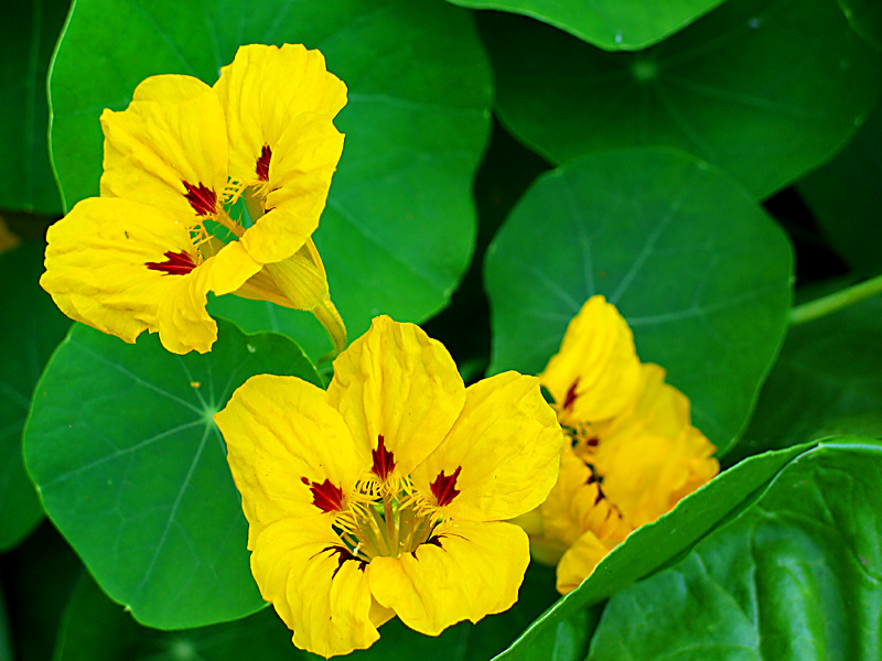 nasturtium