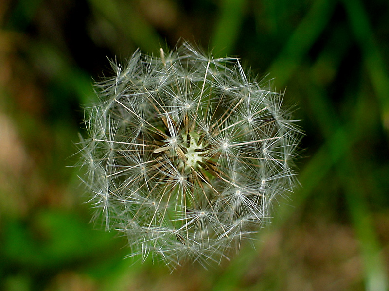 dandelion