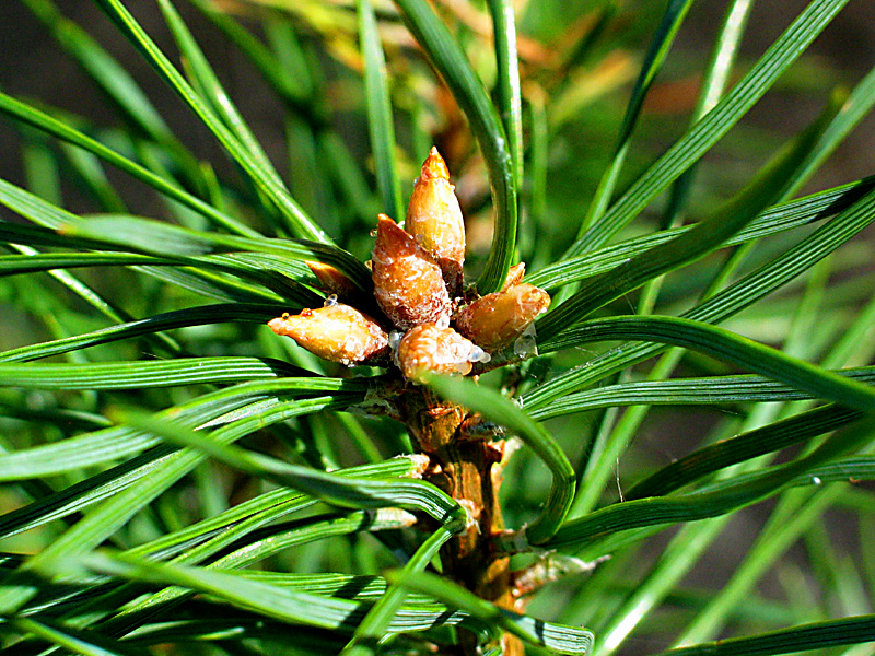 pine