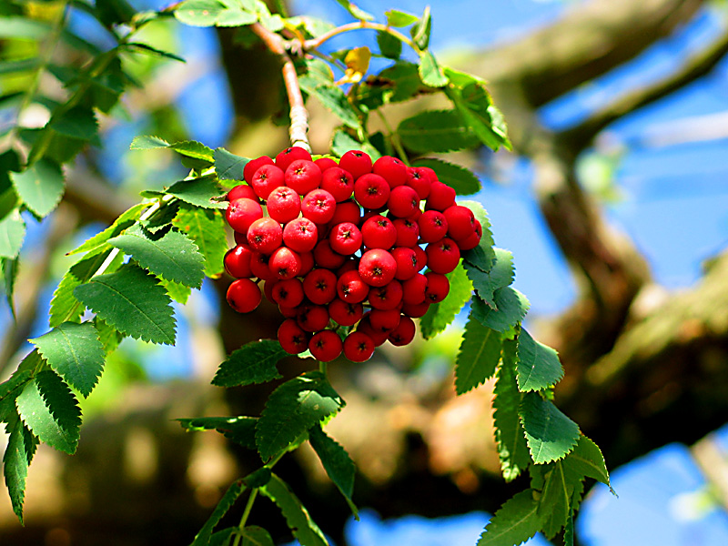 rowan