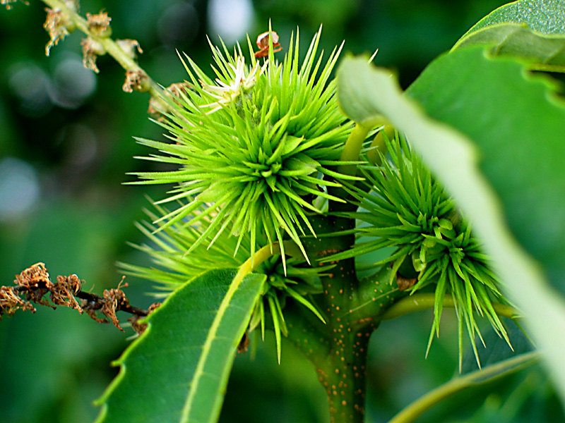 sweet chestnut