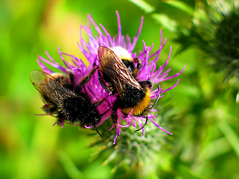two bees