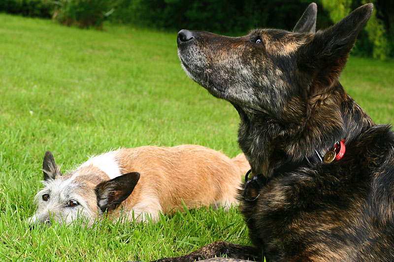 Sandy and Badger