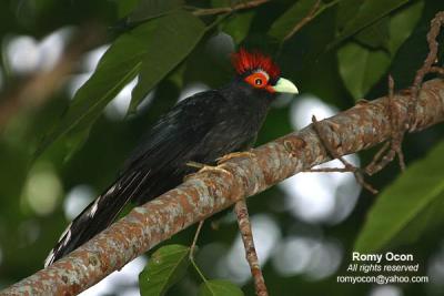 Red-Crested Malkoha 
(a Philippine endemic) 

Scientific name - Phaenicophaeus superciliosus 

Habitat - Fairly common in lowland forest, edge and second growth. 

