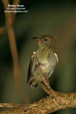 Buzzing Flowerpecker
(a Philippine endemic)

Scientific name - Dicaeum hypoleucum

Habitat - Common in forest, edge and scrub, below 1500 m.