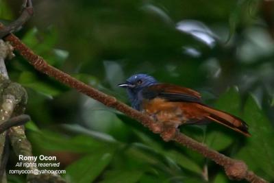 Blue-headed Fantail
(a Philippine endemic)

Scientific name - Rhipidura cyaniceps

Habitat - Common in forest up to 2000 m.